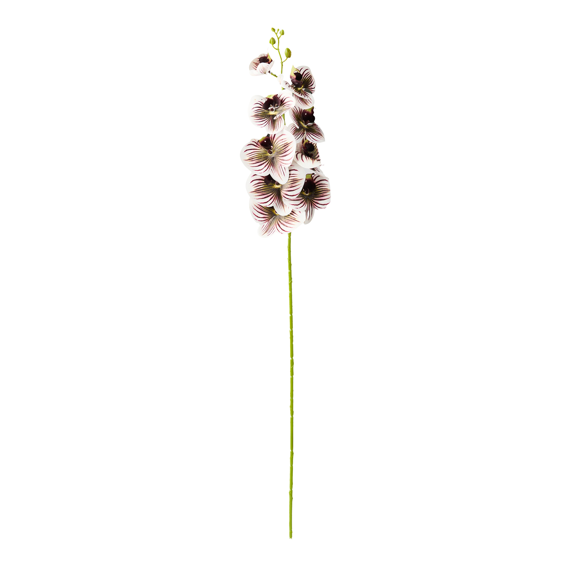 Haste Orquidea Phalaenopsis Bordeaux 90cm