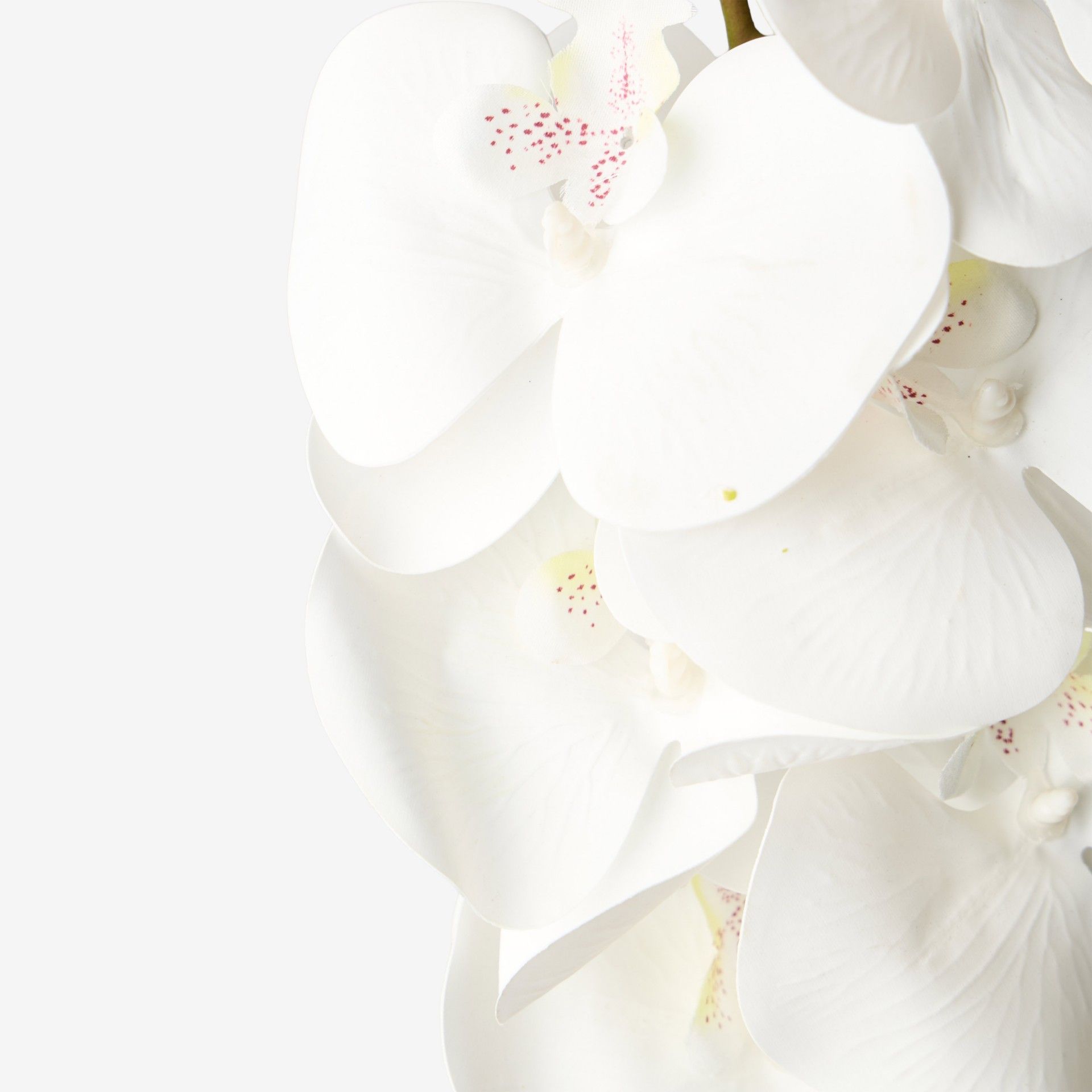 Haste Orquidea Branco