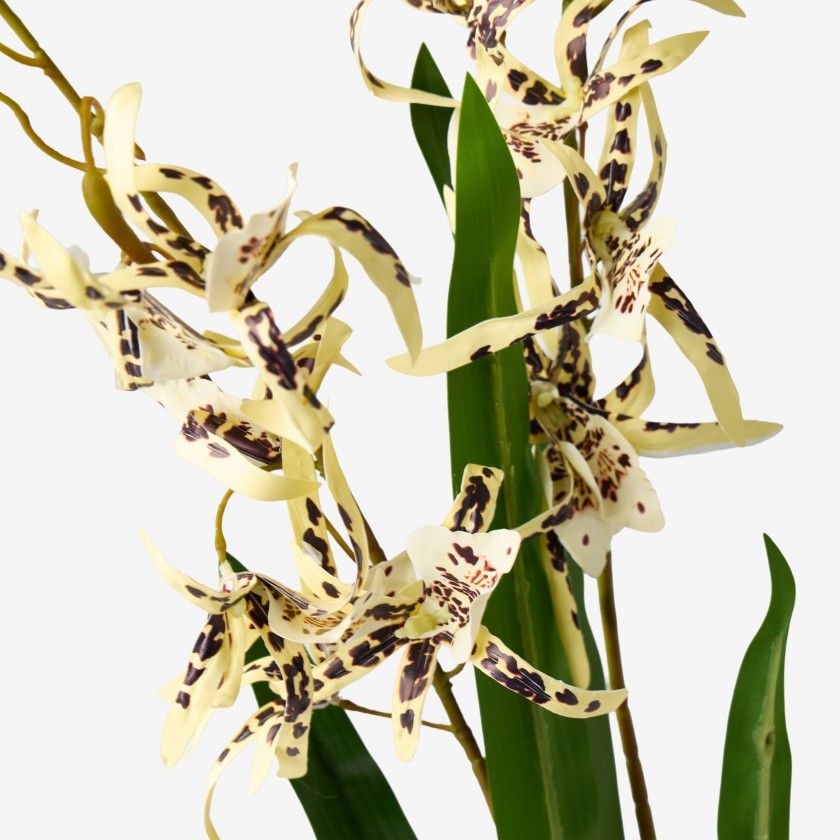 Haste Orquidea Brassia Amarelo 80cm Haste Orquidea Brassia Amarelo 80cm
