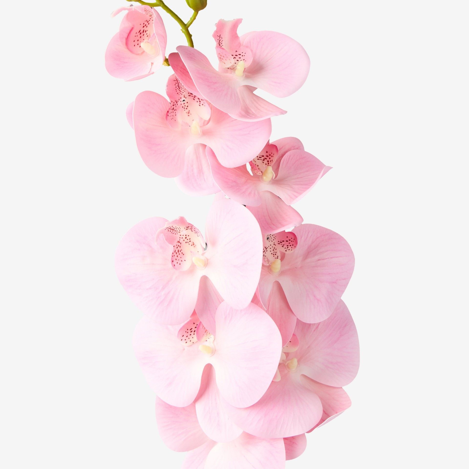 Haste Orquidea Phalaenopsis Rosa Claro 90cm