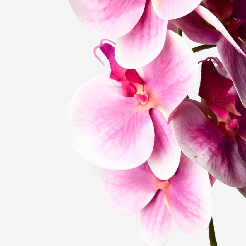 Haste Orquidea Phalaenopsis Rosa 90cm