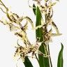 Haste Orquidea Brassia Amarelo 80cm Haste Orquidea Brassia Amarelo 80cm