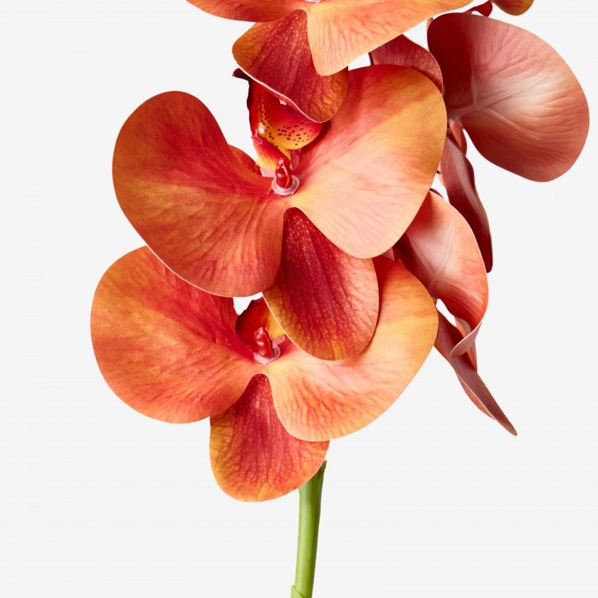 Haste Orquidea Phalaenopsis Laranja 90cm Haste Orquidea Phalaenopsis Laranja 90cm