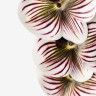 Haste Orquidea Phalaenopsis Bordeaux 90cm Haste Orquidea Phalaenopsis Bordeaux 90cm