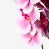 Haste Orquidea Phalaenopsis Rosa 90cm