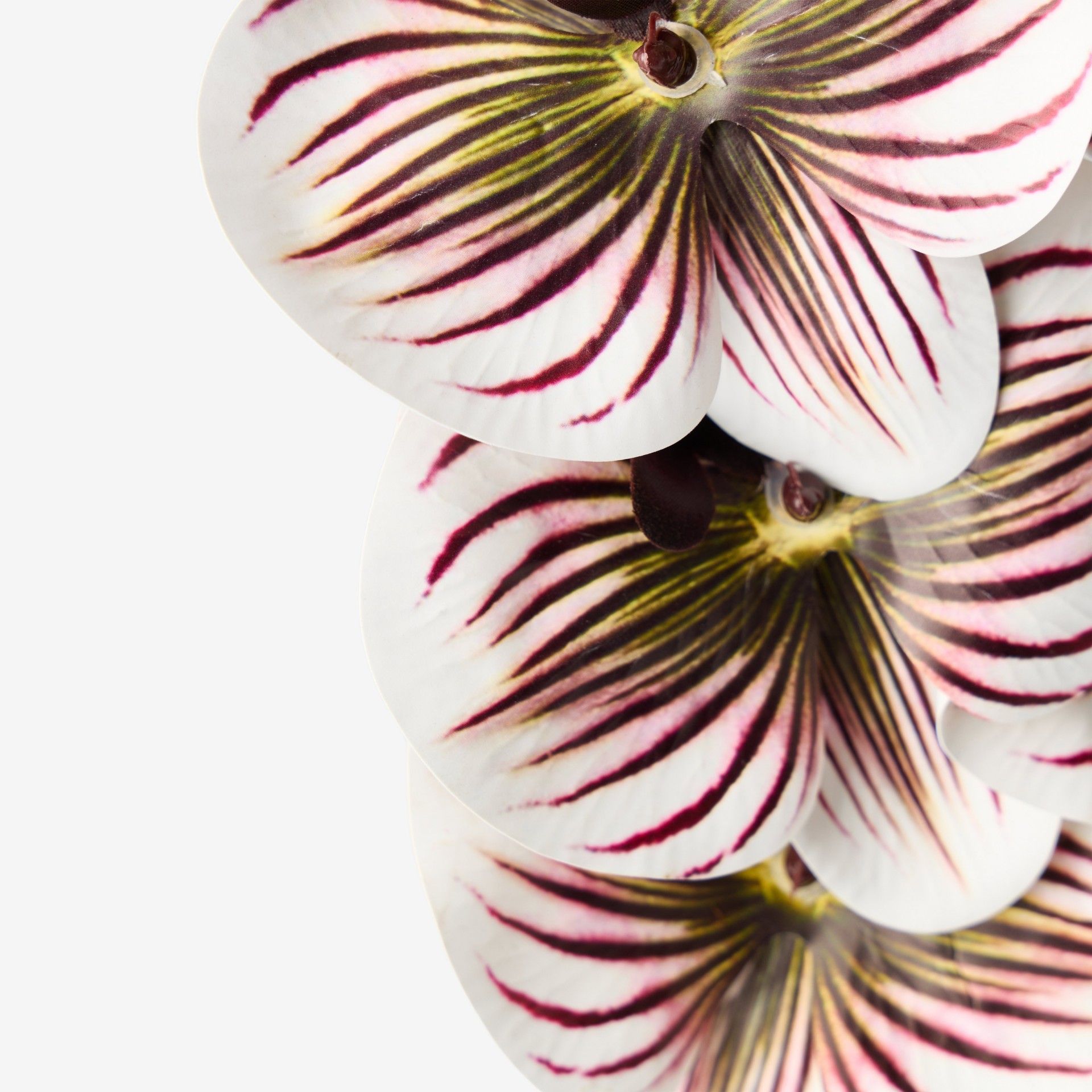 Haste Orquidea Phalaenopsis Bordeaux 90cm