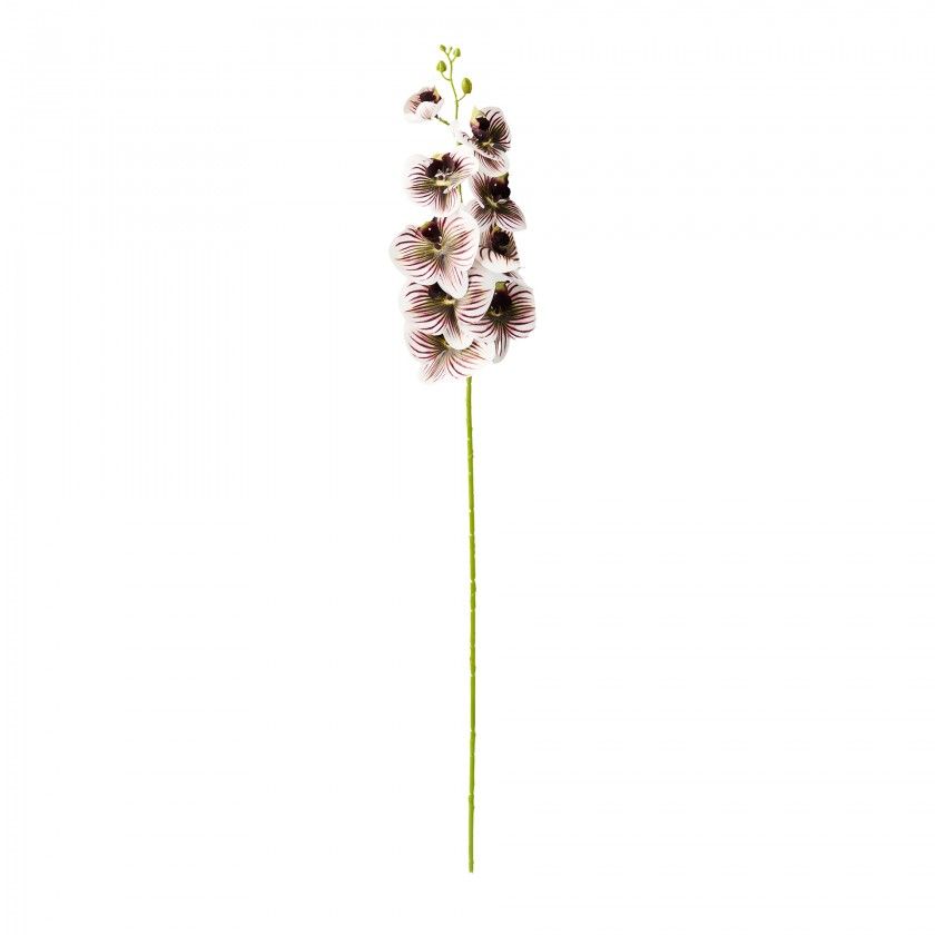Haste Orquidea Phalaenopsis Bordeaux 90cm Haste Orquidea Phalaenopsis Bordeaux 90cm