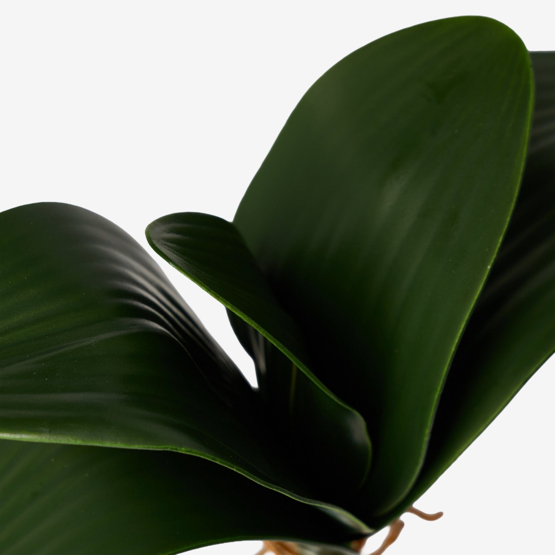 Bolbo Orquidea Verde