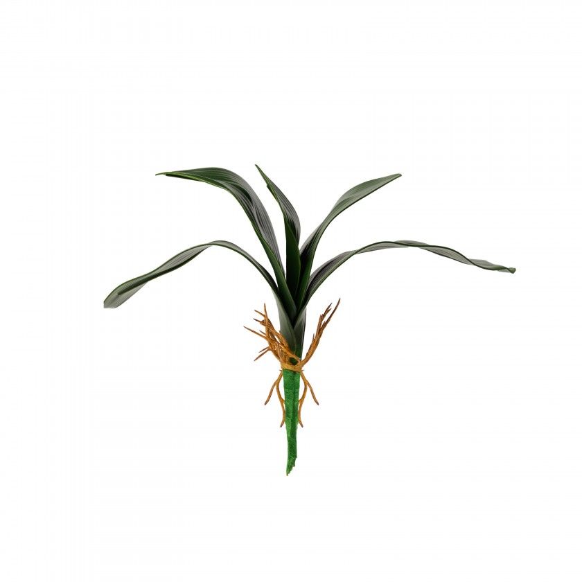 Bolbo Orquidea Verde Bolbo Orquidea Verde