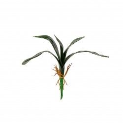 Bolbo Orquidea Verde