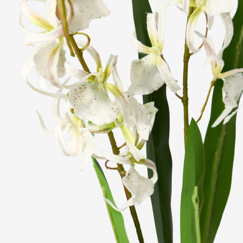 Haste Orquidea Brassia Branco 80cm