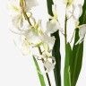 Haste Orquidea Brassia Branco 80cm