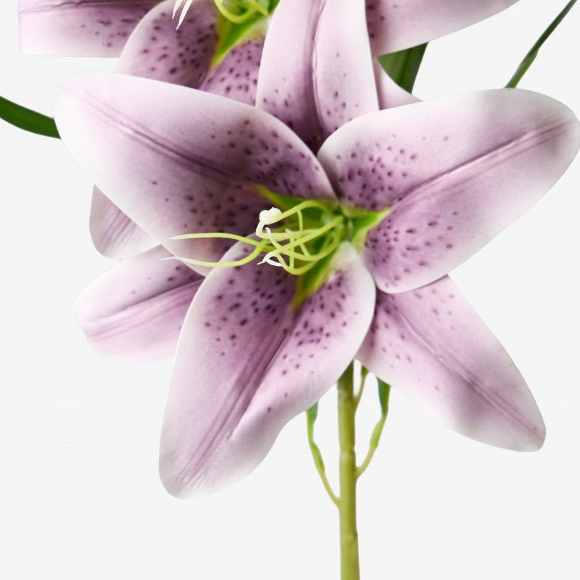 Haste Coroa Imperial Lilás 100cm Haste Coroa Imperial Lilás 100cm