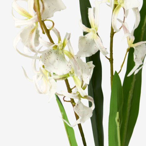 Haste Orquidea Brassia Branco 80cm - Image product