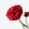 Haste Dalia Favos Com Botão Vermelho 60cm Haste Dalia Favos Com Botão Vermelho 60cm