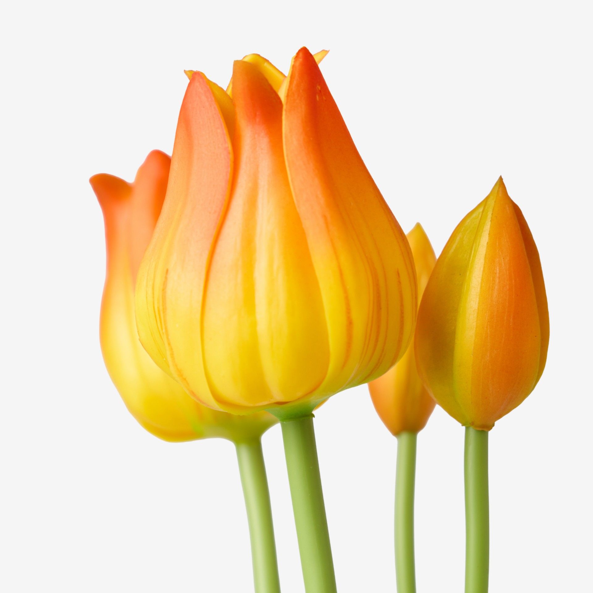 Atado Tulipas Laranja 50cm