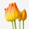 Atado Tulipas Laranja 50cm Atado Tulipas Laranja 50cm